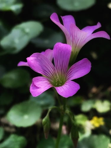 Oxalis debilis