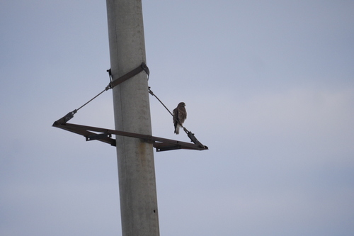 Common Buzzard