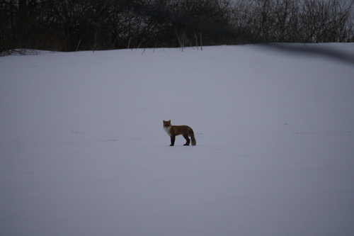 Red Fox