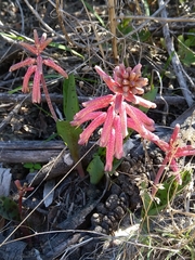 Lachenalia punctata