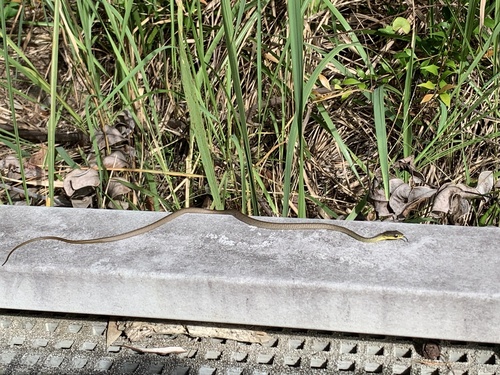 Common Tree Snake sighting