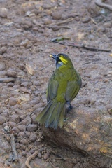Pycnonotus penicillatus