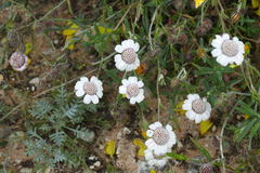 Anthemis tricolor