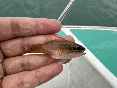 Cavite cardinalfish (Ostorhinchus cavitensis) — Apogonidae — 3