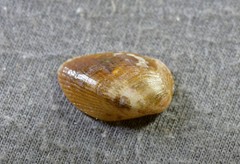 Musculus impactus