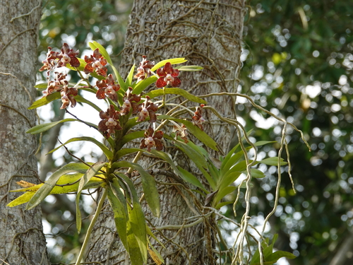 Foto de Orquídea