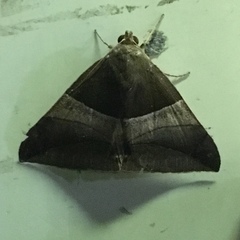 Poaphilini