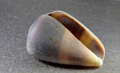 Conus papilliferus