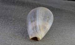 Conus papilliferus