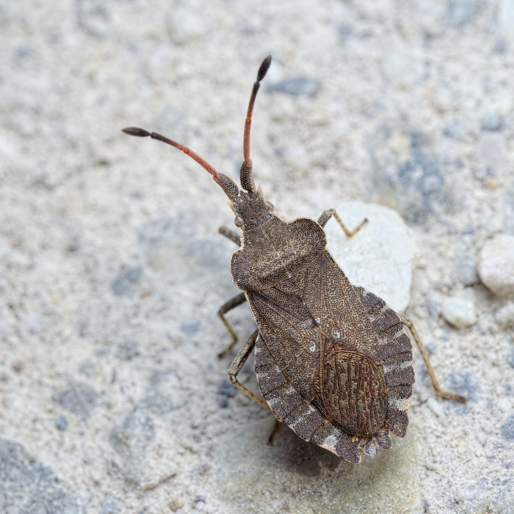 Enoplops scapha (001 Oligolektische Arthropoden und Parasiten an