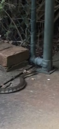 Tiger Snake sighting