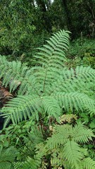 Pteris wallichiana