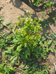 Lysimachia mauritiana