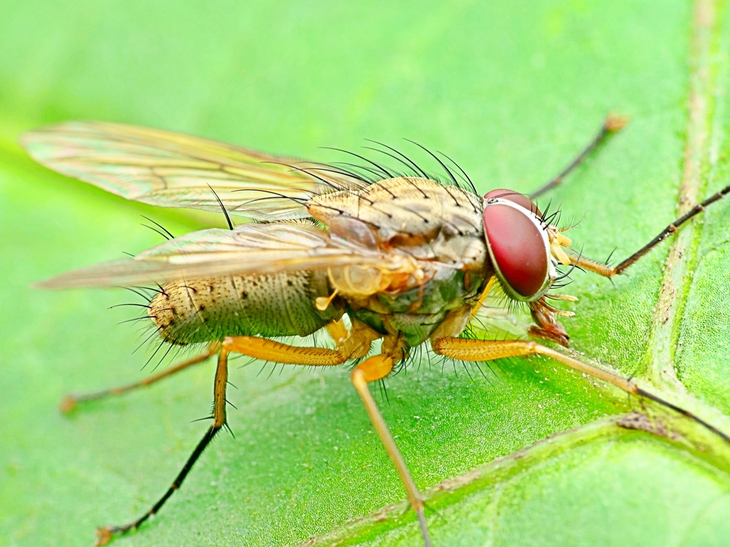 Helina lateralis