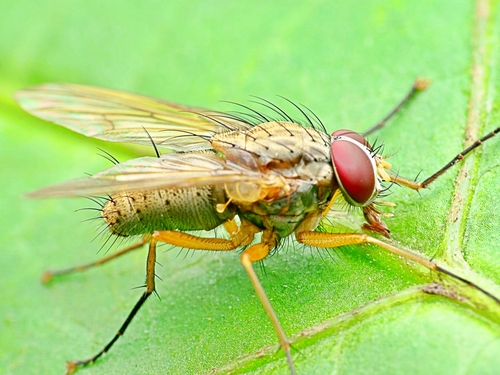 Helina lateralis
