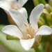 Lysimachia mauritiana - Photo (c) 葉子, algunos derechos reservados (CC BY-NC-ND), uploaded by 葉子