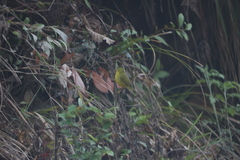 Phylloscopus whistleri