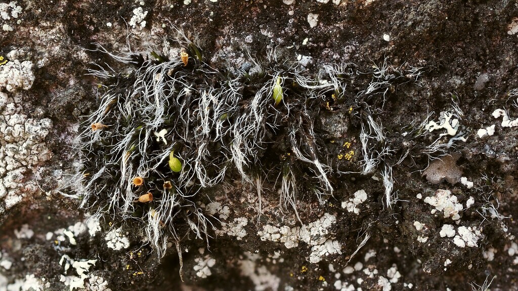 Grimmia arenaria