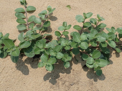 Beach Vitex