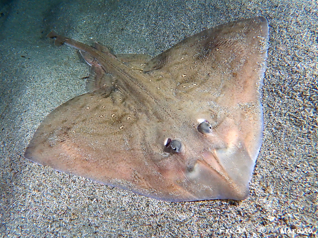 Mediterranean starry skate (Raja asterias) — Rajidae