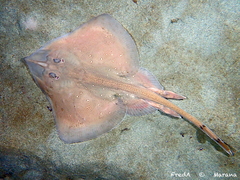 Starry Ray photo 2