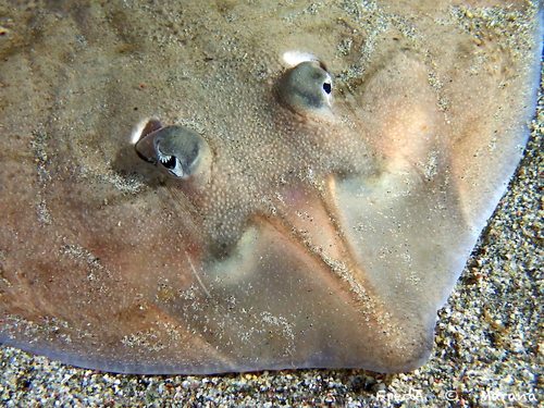 Mediterranean starry skate (Raja asterias) — Rajidae — 5