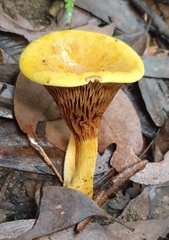 Austropaxillus muelleri