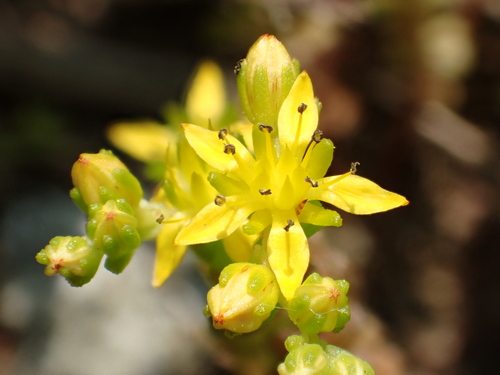 Sedum japonicum