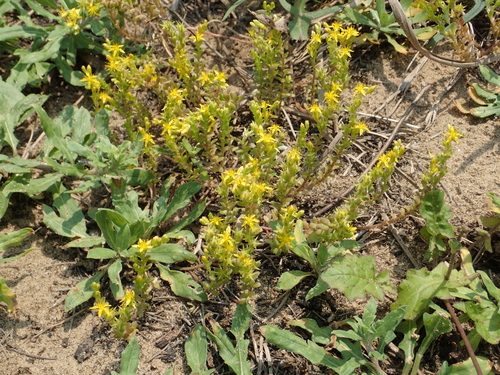 Sedum japonicum