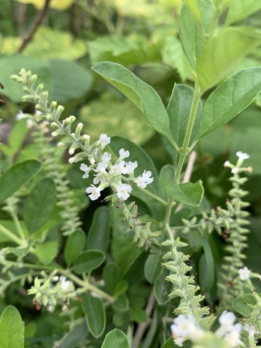 Aloysia virgata
