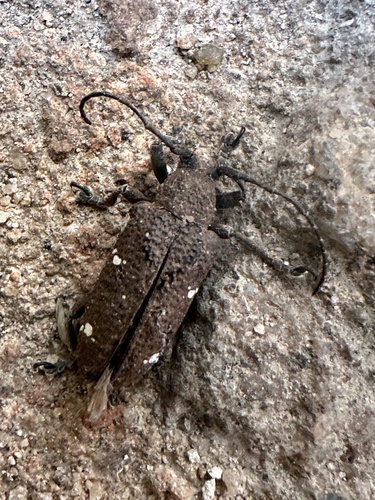 Apomecyna crassiuscula