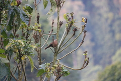 Trochalopteron imbricatum