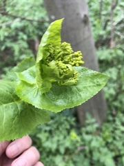 Smyrnium perfoliatum
