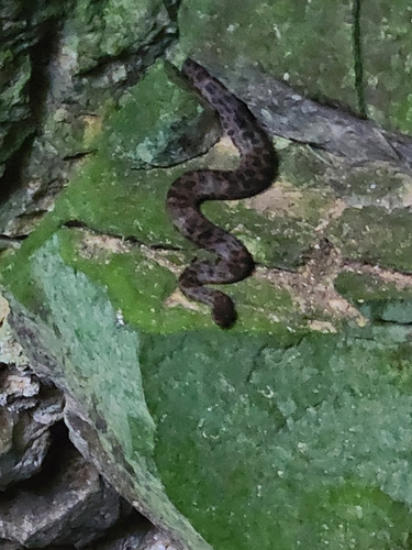 Spotted Python sighting