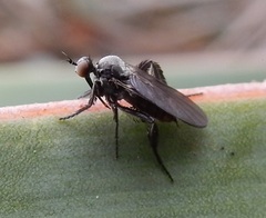 Rhamphomyia