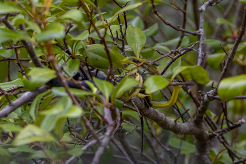 Common Tree Snake sighting