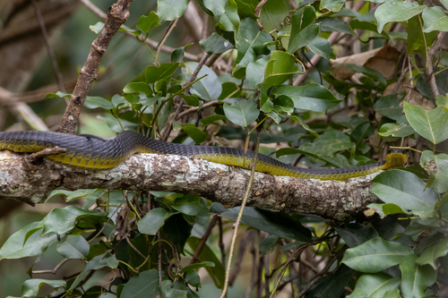 Common Tree Snake sighting