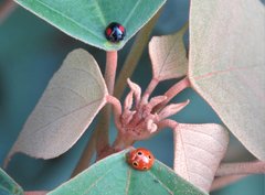 Phrynocaria unicolor