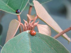 Phrynocaria unicolor