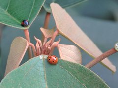 Phrynocaria unicolor
