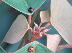 Phrynocaria unicolor