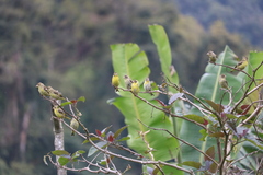 Chloris spinoides