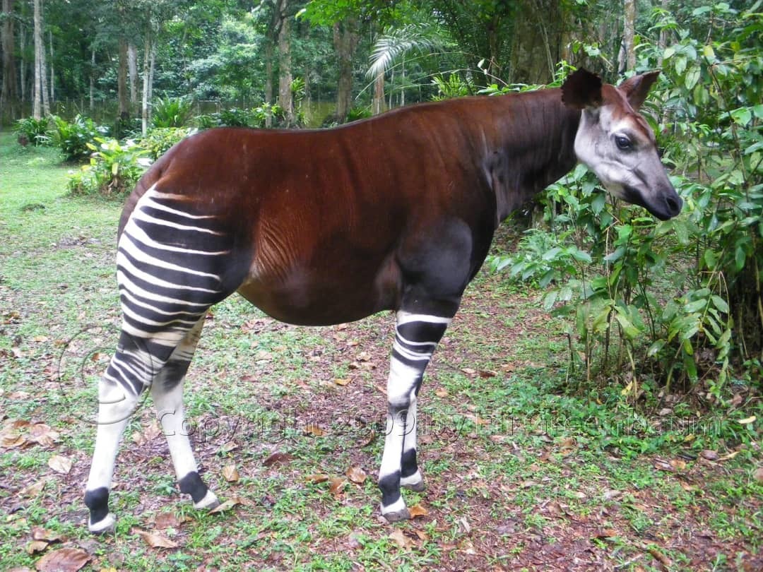 Okapi (Okapia johnstoni) · iNaturalist Ecuador