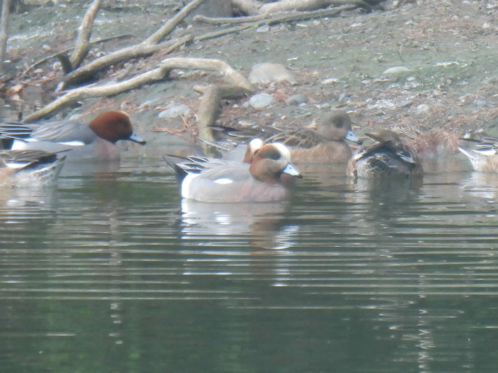 American × Eurasian Wigeon from Nakahara Ward, Kawasaki, Kanagawa ...