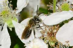 Colletes thoracicus