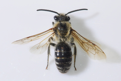 Colletes thoracicus
