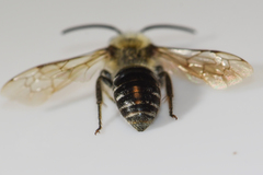 Colletes thoracicus