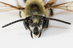 Colletes thoracicus