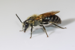 Colletes thoracicus