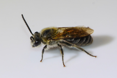 Colletes thoracicus